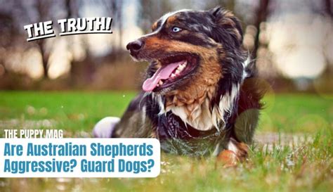 Are Australian Shepherds Aggressive Capable Guard Dog The Puppy Mag