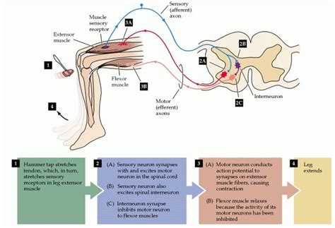 For example, the knee jerk reflex arc has a stimulus going to an interneuron in the spine and a motor neuron completes the arc by causing the knee to jerk. Figure 1.5. A simple reflex circuit, the knee-jerk ...