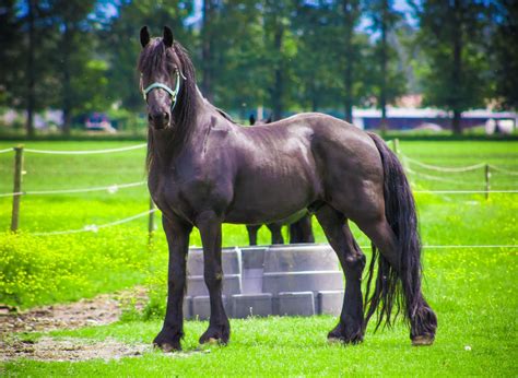 Discover The Different Types Of Friesian Horses An Overview