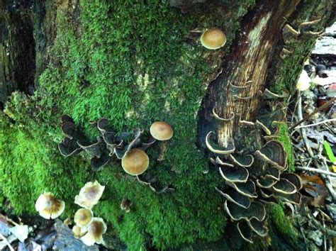 Morning Finds In North Ga Mountains Mushroom Hunting And