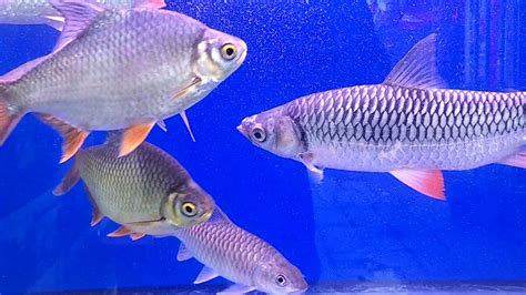 Di malaysia terdapat dua jenis spesies ikan lampam yang popular. Ikan Jelawat, Lampam, Tengas dipelihara bersama dalam satu ...