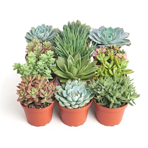 Shop Succulents 4 In Assorted Succulent Collection Succulent