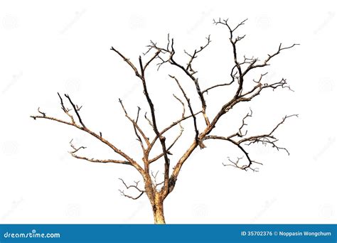 Dead Tree Branch Isolated Stock Photo Image Of Isolated 35702376