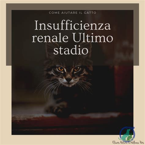 Insufficienza renale acuta, o ira: Insufficienza renale cronica terminale gatto: Cosa fare e ...