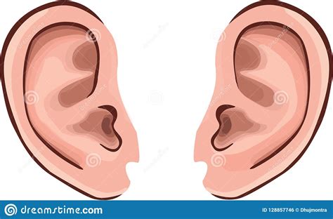 Ear Vector Isolated On White Background Stock Vector Illustration Of