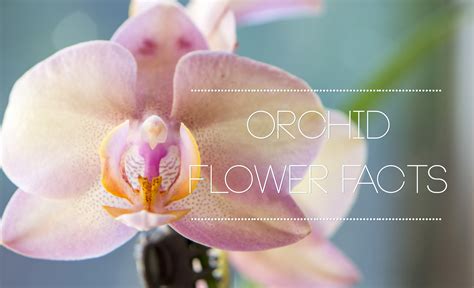 Interesting Orchid Flower Facts Flower Press
