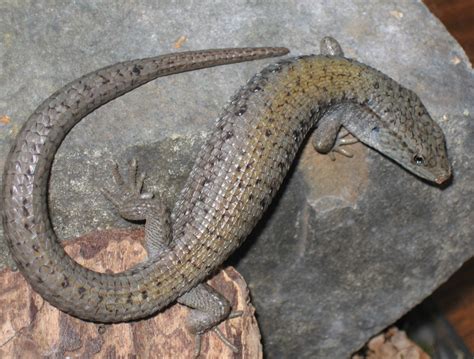 Northern Alligator Lizard Wikiwand