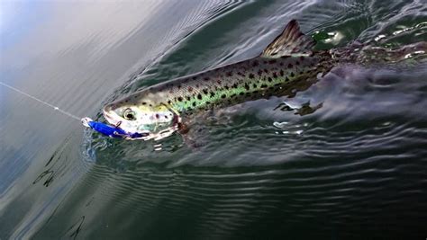 Outdoors Leaping Landlock Salmon Highlight Fishing Trip
