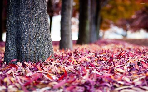 Purple Autumn Leaves Wallpaper Photography Wallpapers 33838