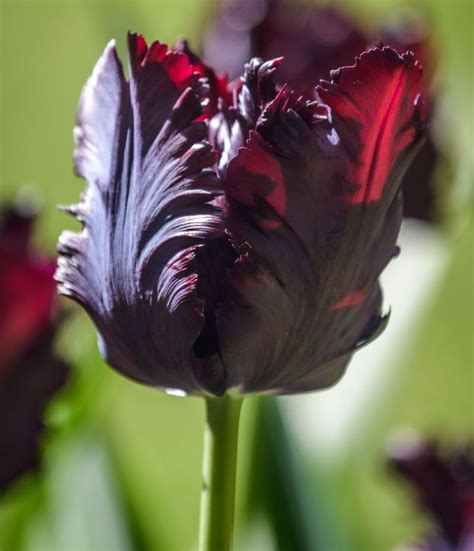 Tulip Black Parrot Anglia Bulb Company
