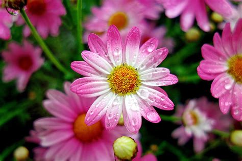 Marguerite In The Rain Pretty Rain Garden Drops Beautiful Flowers