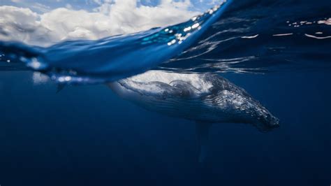 Humpback Whale Reunion Bing Wallpaper Download