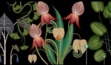 The Best Botanical Drawing Wallpaper 2023