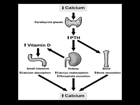 Calcium Metabolism Hypercalcemia Ppt