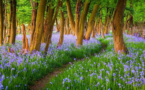 Path In Spring Forest