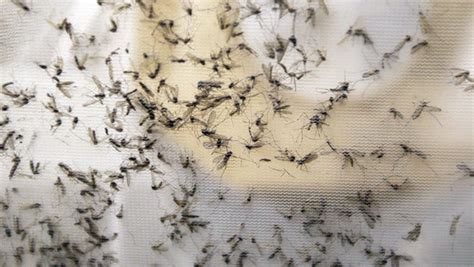 New Zika Cases Announced As Mosquito Mitigation Efforts Are Discussion