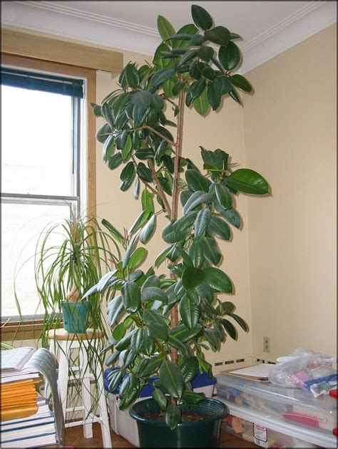 Tall Indoor House Plants Low Light Home Improvement
