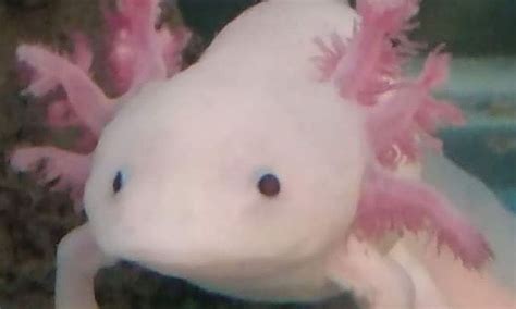 Weird And Unusual Animal Axolotls Small Online Class For Ages 8 12