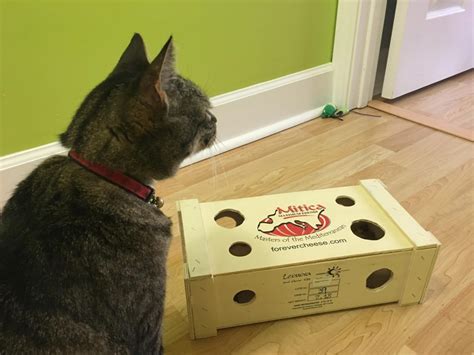 How to make wet cat food sit out for long? Cheese Crate Foraging Box - Food Puzzles for Cats