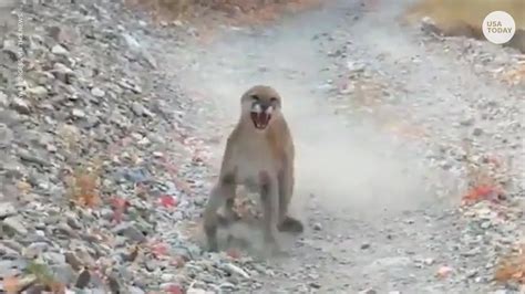 Cougar Charges Hiker What Happened Before Camera Started Rolling