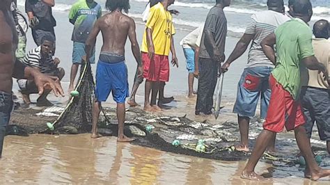Trinidad And Tobago Mayaro Fishing Big Catch Youtube