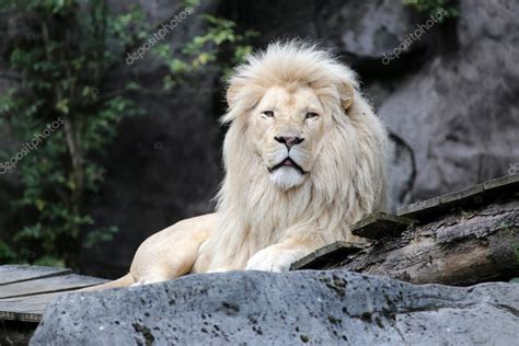 White Lion Lying — Stock Photo © Ebfoto 80759730