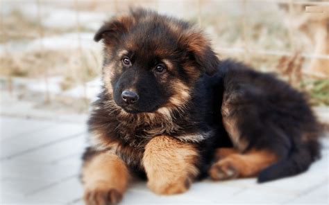 🔥 Download Awesome German Shepherd Puppy Hd Image Desktop Dog By