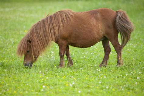 Meet the Shetland Pony and What to Expect