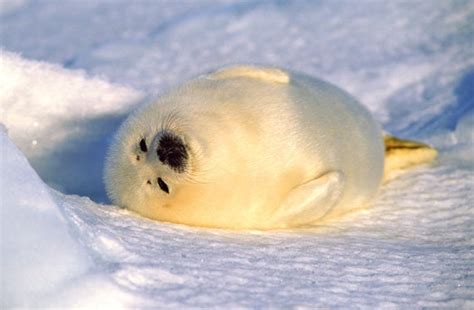 Harp Seal Pup On Birthing Iceflow Cute Baby Seals Etsy Australia