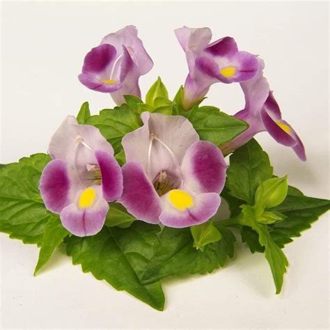 While the flowers appear delicate, they are tough and able to withstand the hottest of summer heat when properly located in the landscape. Rose Moon Torenia Plant (Wishbone Flower) | free Shipping