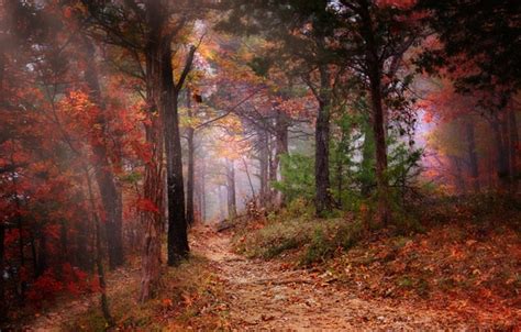 Wallpaper Autumn Trees Nature Fog Foliage Color Forest Path