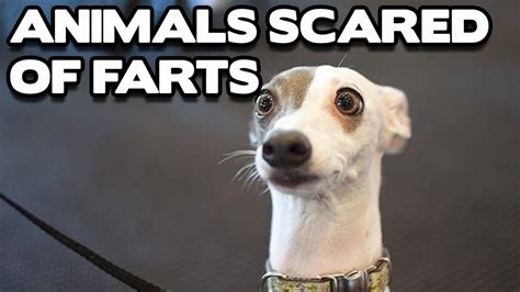 Funny Animals Scared Of Farts Compilation Best Funny Animal