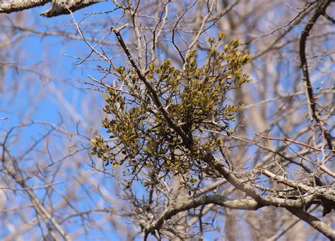 Maryland Biodiversity Project Oak Mistletoe Phoradendron Leucarpum