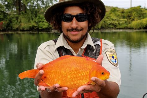 Biggest Goldfish In The World