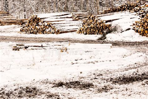 Stacks Of Timber In Winter Scene Stock Image Image Of Cold Landscape