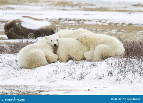 Polar Bear Cubs Snuggling With Mom Stock Image Image Of Manitoba