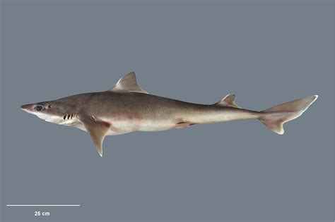 Northern Spiny Dogfish Squalus Griffini Shark Database