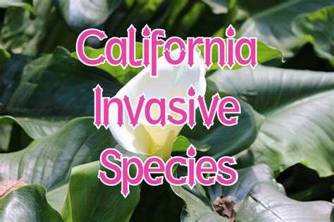 67 Invasive Species In California Animals And Plants