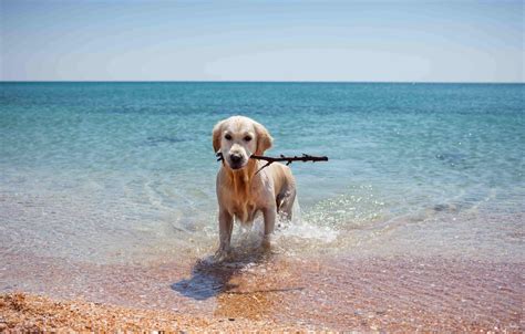 Golpes de calor en perros Mantén a tu mascota fresca y segura