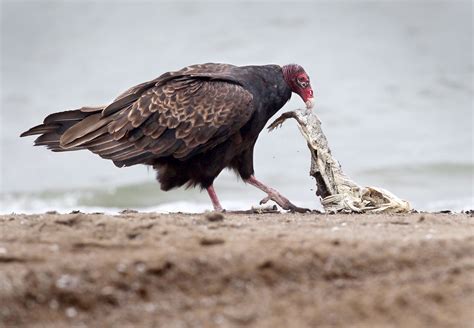 Yes There Are Black Vultures And They Are In Pennsylvania