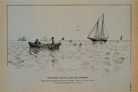 The Bank Trawl Line Cod Fishery Drawing By Brian Long Fine Art America