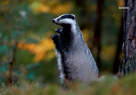 Anyone Have Good Ref Pictures Of Badgers Standing Up Rbadgers
