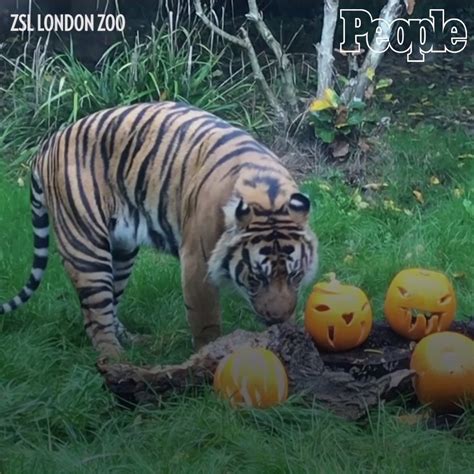 London Zoo Gets Into Halloween Spirit These Zoo Animals Are Ready For