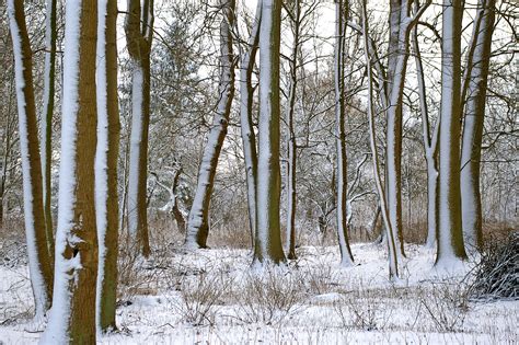 Free Images Landscape Nature Wilderness Branch Snow Cold White
