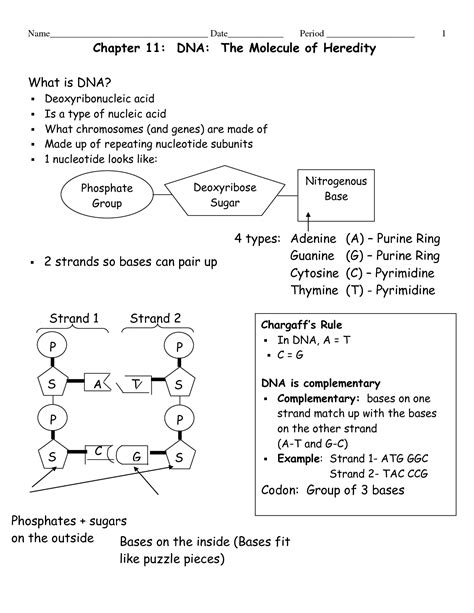 In deciding how to develop genetic engineering safely and responsibly, society must answer ethical questions about profits, privacy, safety, and regulation. 12 Best Images of Chapter 11 DNA And Genes Worksheet ...