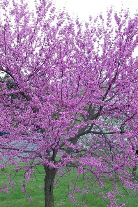 54 products online at nurserylive. Buy Eastern Redbud Tree For Sale Online From Wilson Bros ...