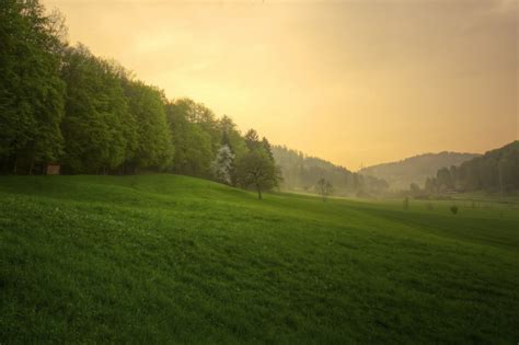 Spring Grass After The Rain Sunset Forest Nature Photo 2336