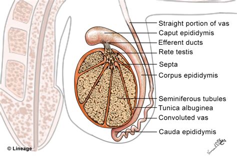 Structure Of Testes Reproductive Medbullets Step 1