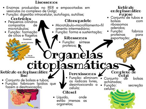 Mapa Mental Sobre Organelas CitoplasmÁticas Study