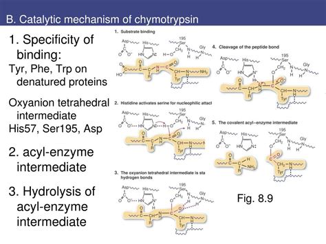 Ppt Chapt Enzymes As Catalysts Powerpoint Presentation Free